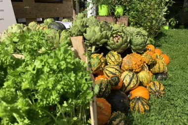Forsidebillede for projektet STEM i landbrugsfaglig erhvervsuddannelse