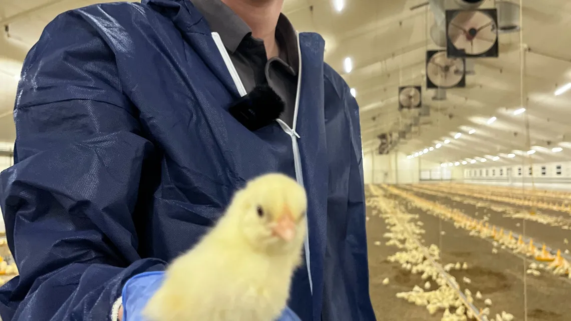 Fremtidens fjerkræavlere og -producenter som aktive forandringsagenter i den grønne omstilling